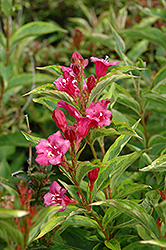French Lace Weigela (Weigela florida 'French Lace') at Make It Green Garden Centre