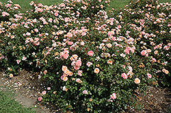 Apricot Drift Rose (Rosa 'Meimirrote') at Make It Green Garden Centre