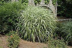 Cabaret Maiden Grass (Miscanthus sinensis 'Cabaret') at Make It Green Garden Centre