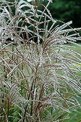 Huron Sunrise Maiden Grass (Miscanthus sinensis 'Huron Sunrise') at Make It Green Garden Centre