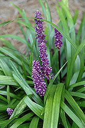 Royal Purple Lily Turf (Liriope muscari 'Royal Purple') at Make It Green Garden Centre