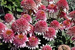 Butterfly Kisses Coneflower (Echinacea purpurea 'Butterfly Kisses') at Make It Green Garden Centre