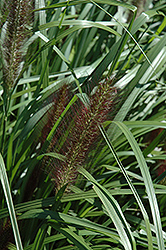 Red Head Fountain Grass (Pennisetum alopecuroides 'Red Head') at Make It Green Garden Centre