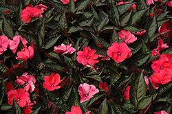 SunPatiens Compact Deep Rose New Guinea Impatiens (Impatiens 'SakimP017') at Make It Green Garden Centre