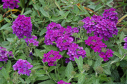 EnduraScape Dark Purple Verbena (Verbena 'Balendakle') at Make It Green Garden Centre