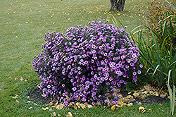 Purple Dome Aster (Symphyotrichum novae-angliae 'Purple Dome') at Make It Green Garden Centre