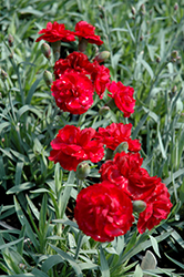 Early Bird Radiance Pinks (Dianthus 'Wp08 Mar05') at Make It Green Garden Centre