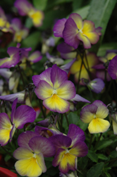 Celestial Starry Night Pansy (Viola cornuta 'Lord Primrose') at Make It Green Garden Centre