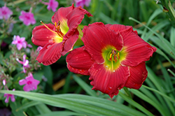 Happy Ever Appster Red Hot Returns Daylily (Hemerocallis 'Red Hot Returns') at Make It Green Garden Centre