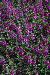Serenita Purple Angelonia (Angelonia angustifolia 'PAS803822') at Make It Green Garden Centre