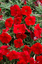 Headliner Red Petunia (Petunia 'Headliner Red') at Make It Green Garden Centre