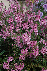 Archangel Orchid Pink Angelonia (Angelonia angustifolia 'Archangel Orchid Pink') at Make It Green Garden Centre