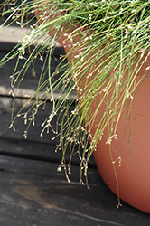 Live Wire Fiber Optic Grass (Isolepis cernua 'Live Wire') at Make It Green Garden Centre