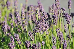 Lavance Deep Purple Lavender (Lavandula angustifolia 'Lavance Deep Purple') at Make It Green Garden Centre