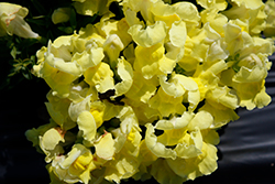 Snapshot Yellow Snapdragon (Antirrhinum majus 'PAS409666') at Make It Green Garden Centre