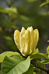 Yellow Bird Magnolia (Magnolia 'Yellow Bird') at Make It Green Garden Centre