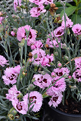 Early Bird Fizzy Pinks (Dianthus 'Wp08 Ver03') at Make It Green Garden Centre