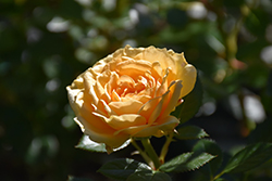 Edith's Darling Rose (Rosa 'WEKaltjuchi') at Make It Green Garden Centre