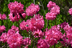 Landmark Rhododendron (Rhododendron 'Landmark') at Make It Green Garden Centre