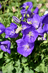 Pearl Deep Blue Bellflower (Campanula carpatica 'Pearl Deep Blue') at Make It Green Garden Centre