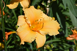 Happy Ever Appster Apricot Sparkles Daylily (Hemerocallis 'Apricot Sparkles') at Make It Green Garden Centre