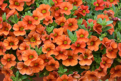 Aloha Hot Orange Calibrachoa (Calibrachoa 'Aloha Hot Orange') at Make It Green Garden Centre