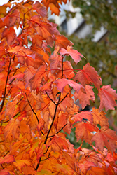 Bowhall Red Maple (Acer rubrum 'Bowhall') at Make It Green Garden Centre