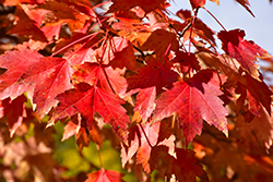 Sun Valley Red Maple (Acer rubrum 'Sun Valley') at Make It Green Garden Centre