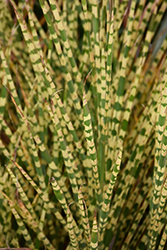 Gold Bar Maiden Grass (Miscanthus sinensis 'Gold Bar') at Make It Green Garden Centre