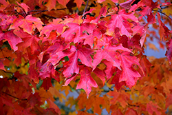 Fall Fiesta Sugar Maple (Acer saccharum 'Bailsta') at Make It Green Garden Centre