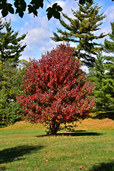 Redpointe Red Maple (Acer rubrum 'Frank Jr.') at Make It Green Garden Centre