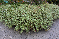 White Striped Hakone Grass (Hakonechloa macra 'Albo Striata') at Make It Green Garden Centre