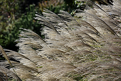 Gracillimus Maiden Grass (Miscanthus sinensis 'Gracillimus') at Make It Green Garden Centre