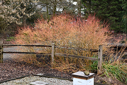 Winter Beauty Dogwood (Cornus sanguinea 'Winter Beauty') at Make It Green Garden Centre