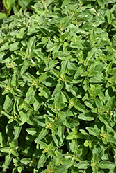 Greek Oregano (Origanum vulgare ssp. hirtum) at Make It Green Garden Centre