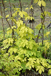 Bianca Ornamental Golden Hops (Humulus lupulus 'Bianca') at Make It Green Garden Centre