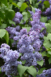 Wedgewood Blue Lilac (Syringa vulgaris 'Wedgewood Blue') at Make It Green Garden Centre