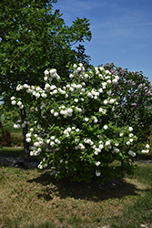 Snowball Viburnum (Viburnum opulus 'Roseum') at Make It Green Garden Centre