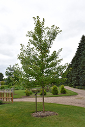 Matador Maple (Acer x freemanii 'Bailston') at Make It Green Garden Centre