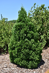 Holmstrup Arborvitae (Thuja occidentalis 'Holmstrup') at Make It Green Garden Centre