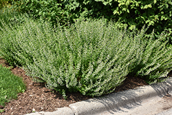 Calamint (Calamintha nepeta ssp. nepeta) at Make It Green Garden Centre
