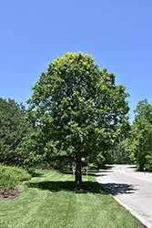 Bur Oak (Quercus macrocarpa) at Make It Green Garden Centre