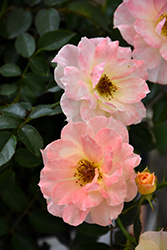 Oso Easy Italian Ice Rose (Rosa 'Chewnicebell') at Make It Green Garden Centre