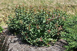 Kodiak Red Diervilla (Diervilla 'G2X885411') at Make It Green Garden Centre