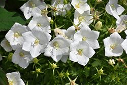 White Clips Bellflower (Campanula carpatica 'White Clips') at Make It Green Garden Centre