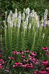 Floristan White Blazing Star (Liatris spicata 'Floristan White') at Make It Green Garden Centre