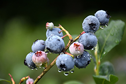 Blueray Blueberry (Vaccinium corymbosum 'Blueray') at Make It Green Garden Centre