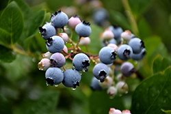 Bluecrop Blueberry (Vaccinium corymbosum 'Bluecrop') at Make It Green Garden Centre