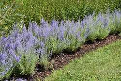 Lacey Blue Russian Sage (Perovskia atriplicifolia 'Lacey Blue') at Make It Green Garden Centre