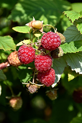 Boyne Raspberry (Rubus 'Boyne') at Make It Green Garden Centre